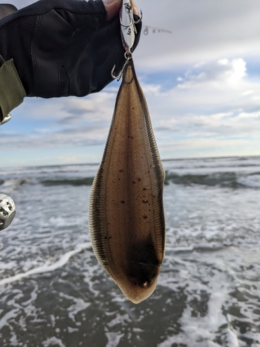 シタビラメの釣果