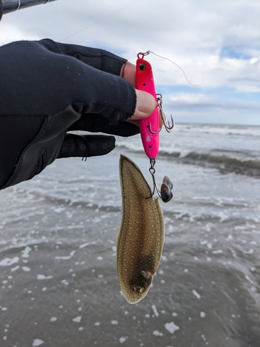 シタビラメの釣果