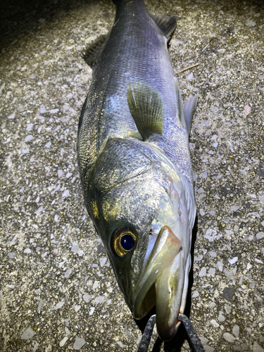 セイゴ（マルスズキ）の釣果