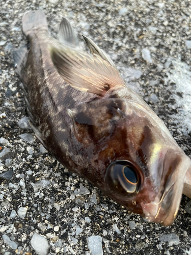 クロソイの釣果