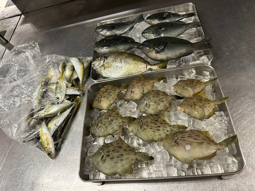 カワハギの釣果