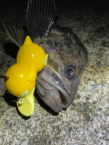 クロソイの釣果