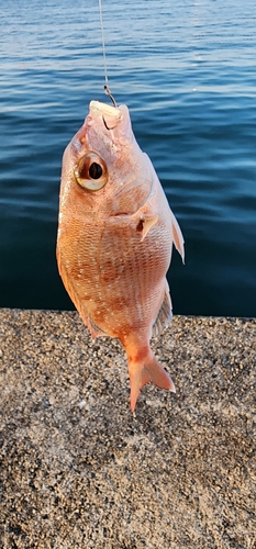 チャリコの釣果