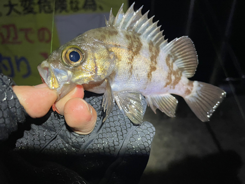 シロメバルの釣果