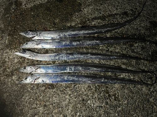 タチウオの釣果