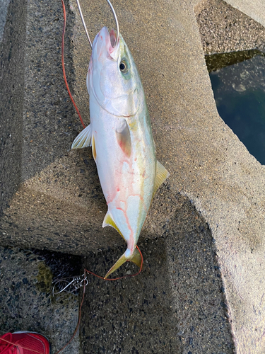 イナダの釣果