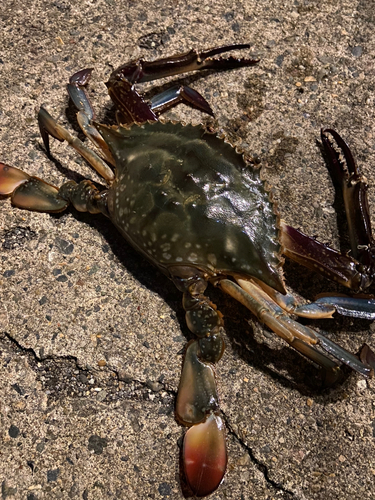 ワタリガニの釣果