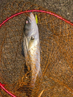 セイゴ（マルスズキ）の釣果