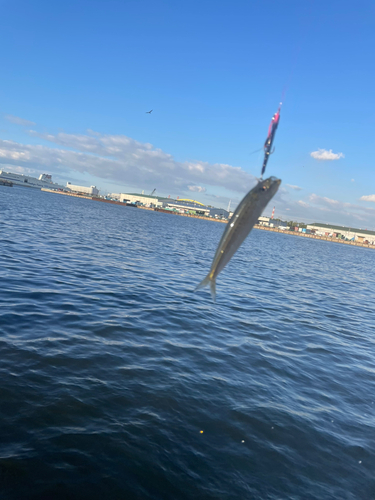 マイワシの釣果