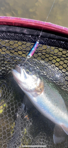 ニジマスの釣果