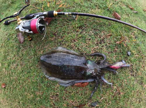 アオリイカの釣果