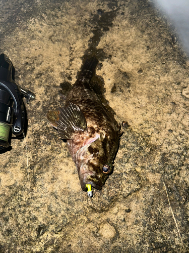 ムラソイの釣果