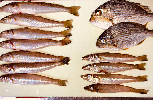 キスの釣果