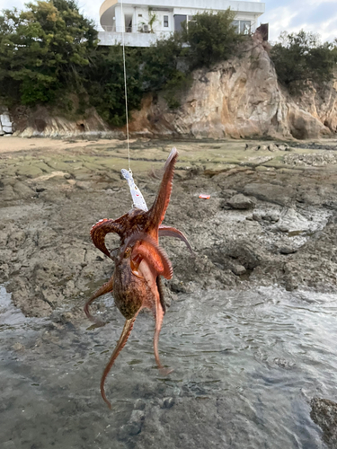 タコの釣果