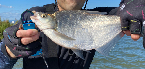 ダントウボウの釣果