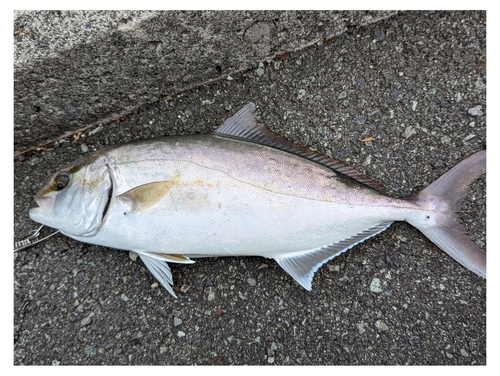 ショゴの釣果