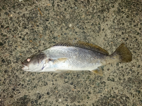 ニベの釣果