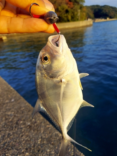 メッキの釣果