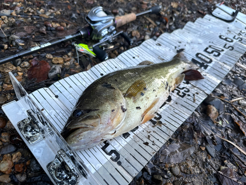 ブラックバスの釣果