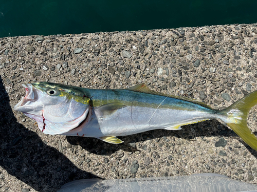 ヒラスの釣果