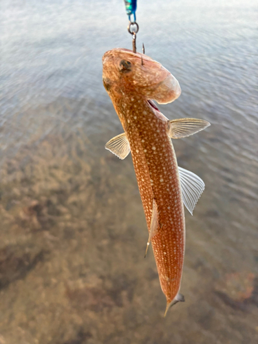 エソの釣果