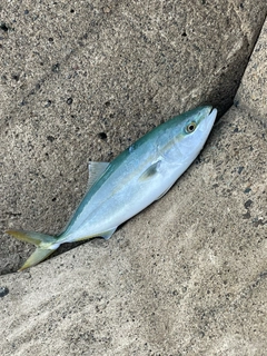 ツバスの釣果