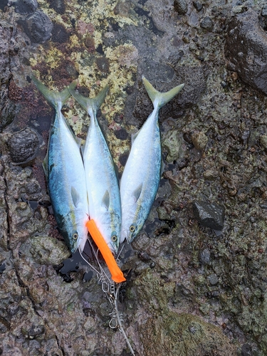 イナダの釣果