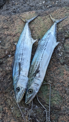 サゴシの釣果