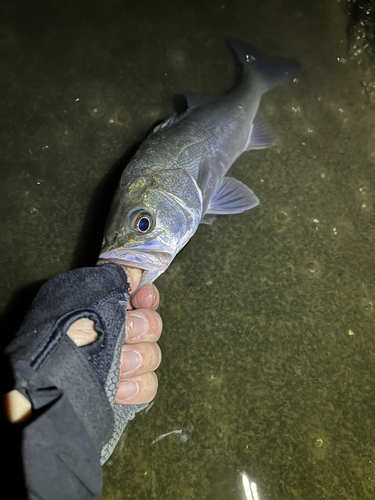 スズキの釣果