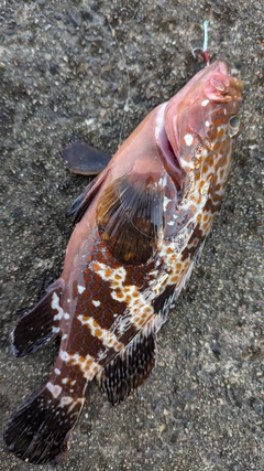 キジハタの釣果