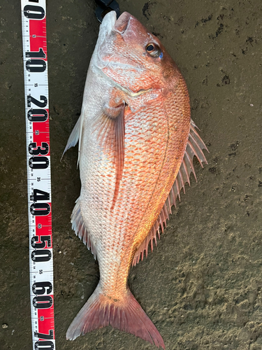 マダイの釣果