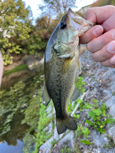 ラージマウスバスの釣果