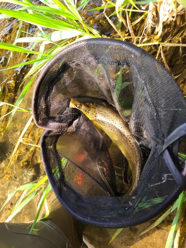 ブラウントラウトの釣果