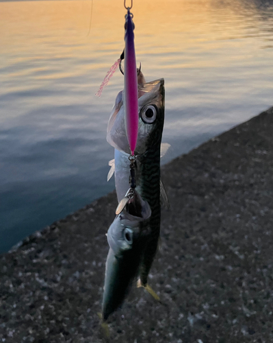 サバの釣果