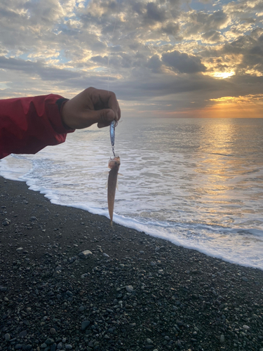 エソの釣果