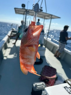 アカハタの釣果