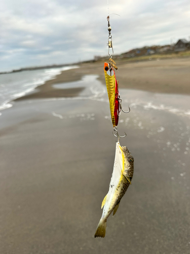 ソゲの釣果