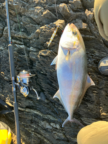 カンパチの釣果