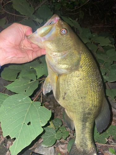 ブラックバスの釣果