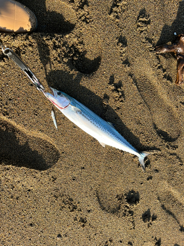 サゴシの釣果