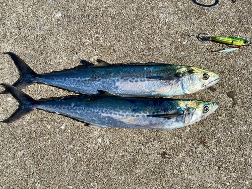 サゴシの釣果