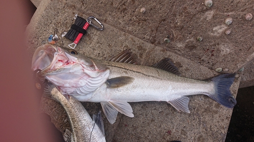 シーバスの釣果