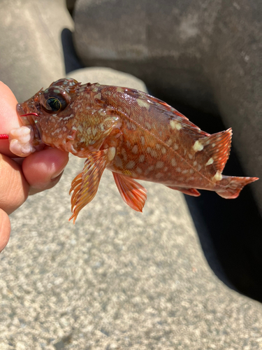 カサゴの釣果