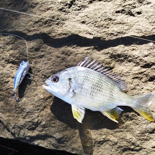 キビレの釣果