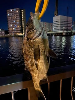 クロダイの釣果