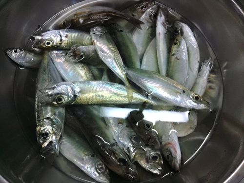 アジの釣果