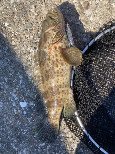 チャイロマルハタの釣果