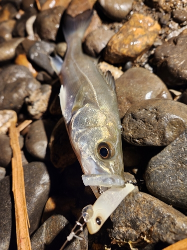 セイゴ（タイリクスズキ）の釣果