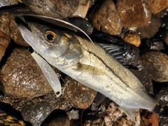 セイゴ（タイリクスズキ）の釣果