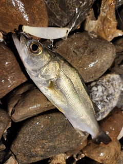 セイゴ（タイリクスズキ）の釣果